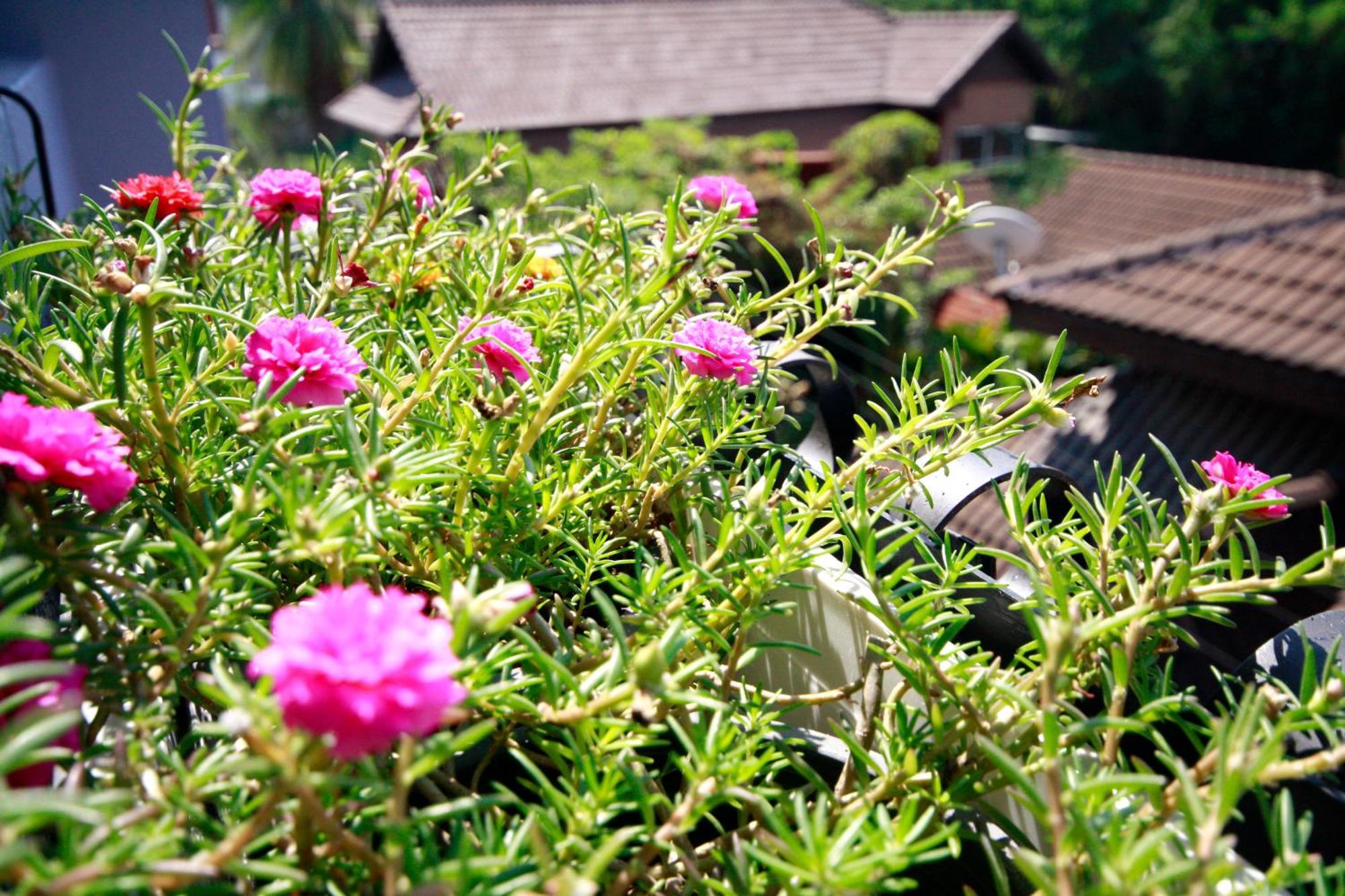 Hotel Alley Hua Hin Exterior foto